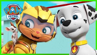 Cat Pack amp Moto Pups Rescue Episodes  PAW Patrol  Cartoons for Kids Compilation [upl. by Teuton]