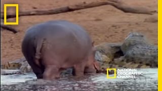 Harmonious Hippos and Crocs  National Geographic [upl. by Ettevets975]