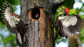 Beautiful Nature Video Life of woodpecker bids feeding and family [upl. by Gerda787]