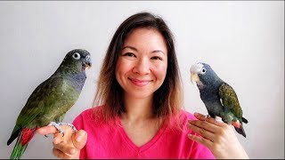 PIONUS PARROTS as PETS  EVERYTHING You Wanted to KNOW [upl. by Ahseinaj]