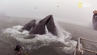 Presque avalé par une baleine [upl. by Enaoj]