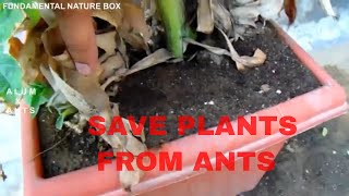 चींटियो से पौधो को कैसे बचाये SAVE PLANTS FROM ANTS [upl. by Uy2]