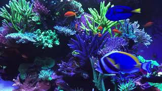 🐟 Coral Reef Aquarium Fish Tank with Water Sound  Tropical Fish Screensaver 10 Hours [upl. by Rolyab121]