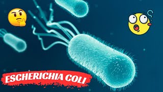 Escherichia coli  E Coli life cycle [upl. by Oisinoid]