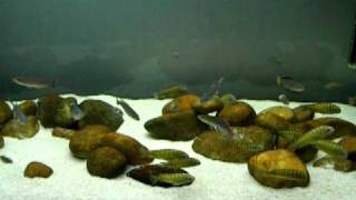 Tropheus amp Cyprichromis tank [upl. by Anade]