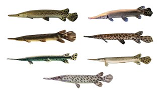 7 Gar Fish Species  Types of Gar Fish [upl. by Northey796]