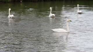 Bewick Swan Call [upl. by Littlejohn71]