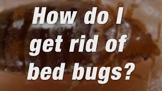 How to Get Rid of Bed Bugs  Ortho [upl. by Suravart]