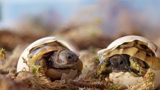 Schlüpfen Griechischer Landschildkröten  Greek tortoise hatching [upl. by Odlanra]