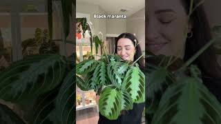 Favorite Maranta Plants 🪴 plants maranta prayerplants [upl. by Connor]