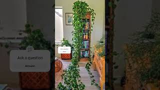 how to care pothos plant healtyplantcareplantcare plantcare plants moneyplant [upl. by Castro]