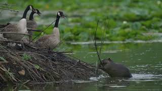 A North American Beaver shows the squatters who owns its northern USA lodge despite being hissed at [upl. by Bevus798]