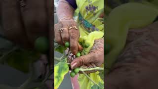 Happy gardening 🌻🌻🌻 seetha cooking villagechef cheffood delicious food chefrecipes recipe [upl. by Letnuahs997]