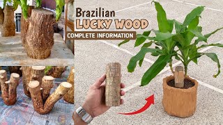 How to grow Brazilian lucky wood  complete information in Hindi  part 1 [upl. by Igal]