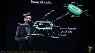 Bacterial Cell Structure Part 2  11TH BIOLOGY  CHP 6  LECTURE 9 [upl. by Annayek388]