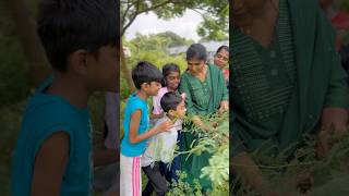 மாடு பூச்சி🧐 Cow Bug Treehopper  சீம கருவேல மரம்  Honeydew villagelife nature kids story [upl. by Gnehs]