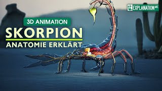 Anatomie des Skorpions Faszinierende Einblicke 🦂⭐️⭐️⭐️ [upl. by Aicitan]