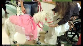 Therapy Trained Miniature Horses [upl. by Noterb343]