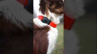 MiniFinder Atto Pro  GPS Tracker for all animals [upl. by Ainimre]