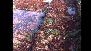 I Seaweed Culture in New England Part 1 of 6 Introduction [upl. by Enyledam]