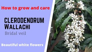 Clerodendrum wallichi Bridal veil Nodding clerodendron Beautiful white elegant dangling flowers [upl. by Ihtak]