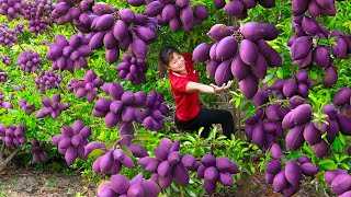 How To Harvest Ripe Sapodilla Goes to market sell  Harvesting and Cooking  UR Lý Tiểu Luyến [upl. by Emili]