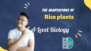 ALevel Biology  The adaptations of rice plants [upl. by Dickerson]