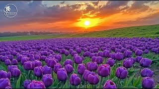 BEAUTIFUL RELAXING MUSIC Beautiful Flower Fields with Soft Piano Music to Bring Inner Peace [upl. by Ttej335]