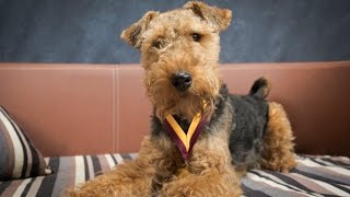 Bruno  Welsh Terrier  4 Weeks Residential Dog Training [upl. by Henning]