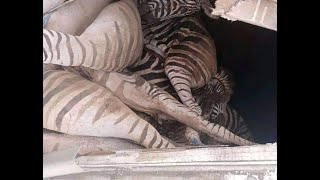 Hestony truck loses Zebra carcasses load after collision with car [upl. by Lenes]