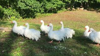 My Sebastopol Geese are BEAUTIFUL 😍 [upl. by Ahsiet]