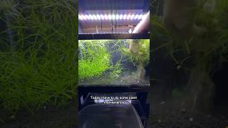 Come with me as I reset one of my Pogostemon Stellatus Octopus plant farm tanks [upl. by Wyck]