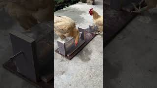 Murgha Feeding feeding murga murgi dana chicken [upl. by Scrivens]