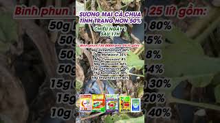 THUỐC BỆNH SƯƠNG MAI TRÊN CÀ CHUA  THỐI TRÁI CÀ CHUA  THỐI LÁ CÀ CHUA  THỐI RỄ CÀ CHUA shorts [upl. by Dis]