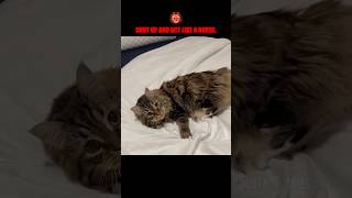 possessed cat 👹🙀🐎 🎥 seeminglyabsurb TTIG shorts [upl. by Ettedo]