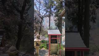 20240331 山梨県身延町 身延山久遠寺 本行坊 琥珀堂 琥珀明珠大菩薩 桜の木山梨県身延町身延山久遠寺琥珀堂琥珀明珠大菩薩本行坊 [upl. by Anatniuq]