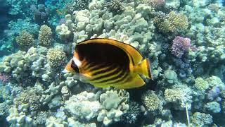 Snorkeling at The Grand Makadi Hotel Makadi Bay Hurghada Egypt 1080p [upl. by Queen163]