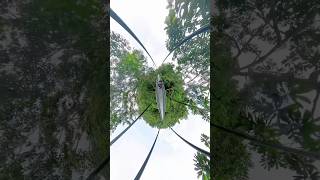 වැල් පාලම chabhi singapore insta360x4 treetopwalk [upl. by Neelloc184]