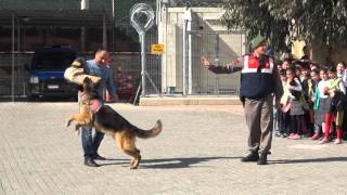 Jandarma Köpeği Tetik [upl. by Aihsenat]