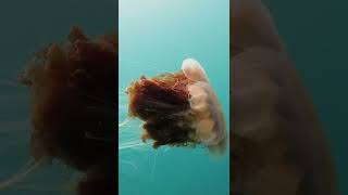 Lions Mane Jellyfish  Greenland  Lindblad Expeditions [upl. by Hale120]