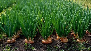 Amazing Onion Farming and Harvesting Techniques  Amazing Onion Cultivation [upl. by Patricio]