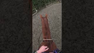 Appauling horse riding no gear and no idea 🤪🤣 horse horseriding equestrian [upl. by Cis]