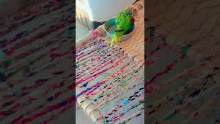 parrot talking video [upl. by Damien]