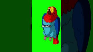 10 Amazing Facts About Parrots You Didnt Know [upl. by Eninej]