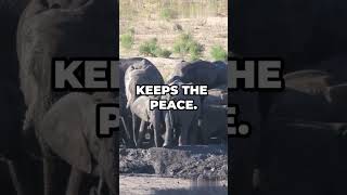 The POWER of Matriarchy African Elephants Secret [upl. by Laurance825]