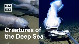 Unusual DeepSea Fish Found 6100 Meters Below Surface by Researchers [upl. by Venice]