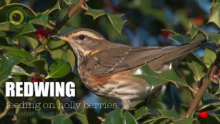 Redwing  Turdus iliacus  beautiful thrush feeding on Holly berries [upl. by Regina]