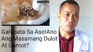 Garapata Ng Aso  Ano Ang Masamang Dulot At Mabisang GamotPayo Ni Doc [upl. by Barn671]