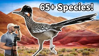 Seeing 65 species on October Big day [upl. by Akenom]