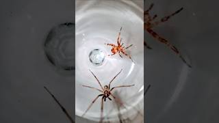 Red Orb Weaver Spider VS Long Legs Spider 🕷 spider spiderfighting spiders gagamba spiderderby [upl. by Ehudd]